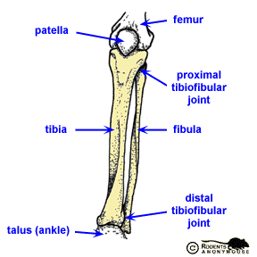 <p>tibia &amp; fibula</p>