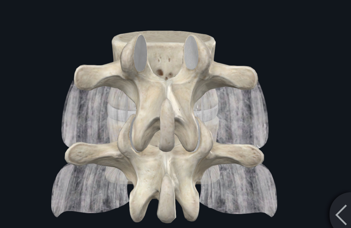 <p>Intertransverse ligaments limit…?</p>
