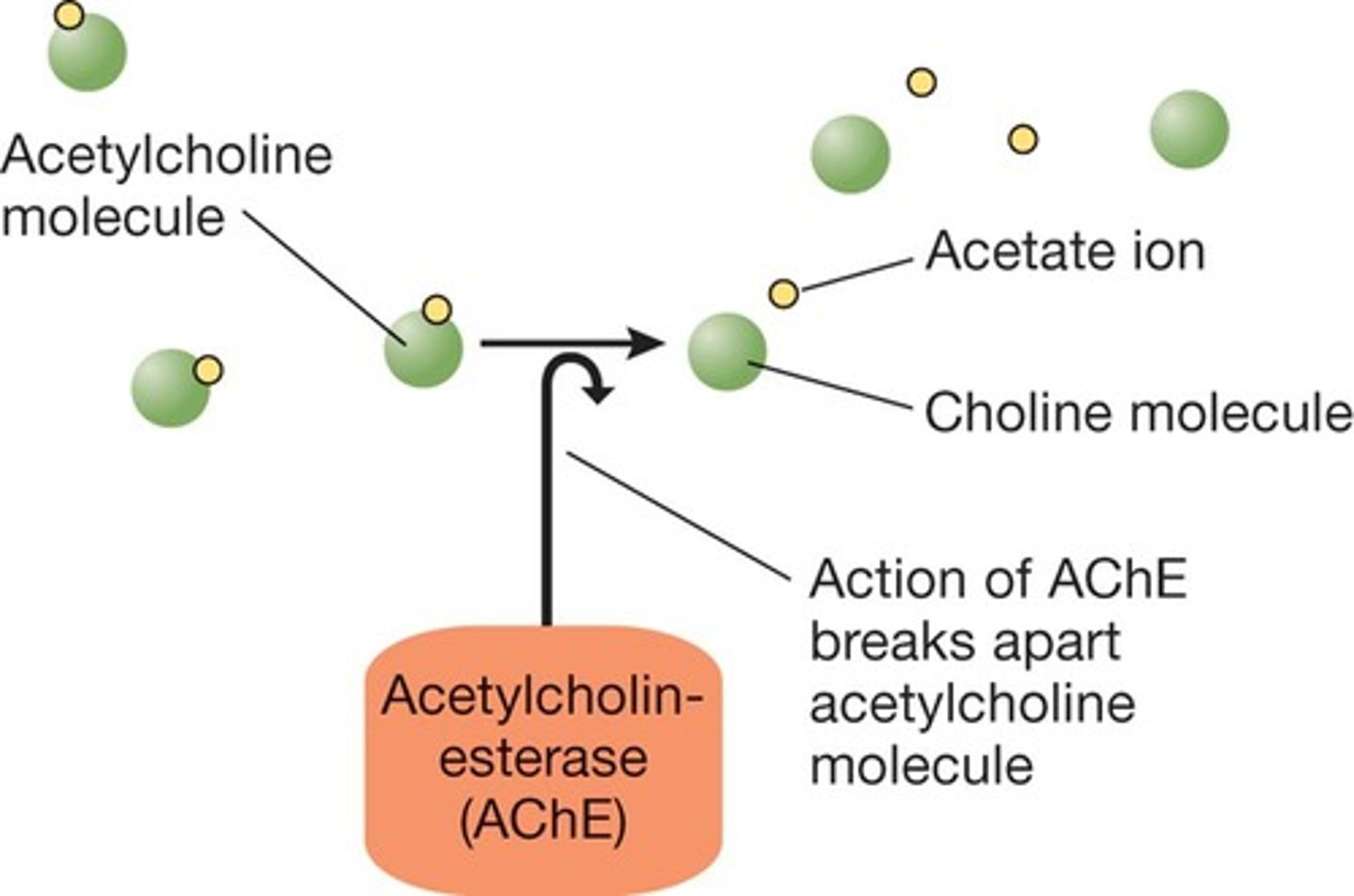 <p>Deactivated by the enzyme acetylcholinesterase (AChE), present in the postsynaptic membrane; AChE inhibitors used to treat myasthenia gravis (neostigmine); memory loss associated with early stages of Alzheimer's donepezil (Aricept).</p>