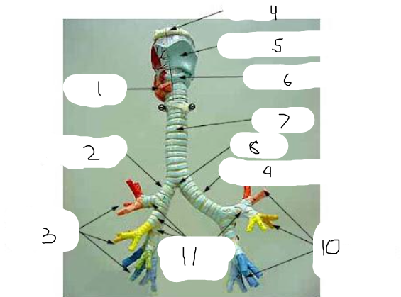 <p>6</p>