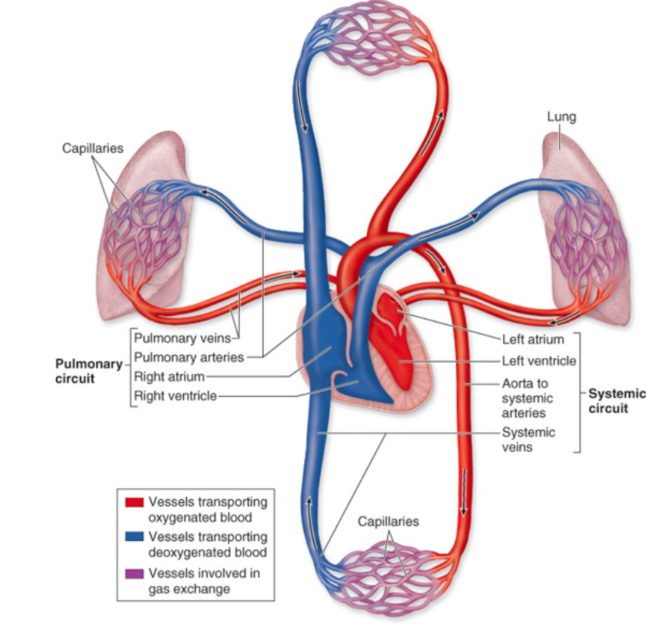 <ul><li><p><strong>right side of heart → pump deoxygenated blood to lungs </strong></p></li><li><p><strong>left side of heart → pump oxygenated blood to body </strong></p></li></ul><p></p><p><u>Pulmonary circulation </u></p><ul><li><p>vessels carrying blood to and from lungs </p></li></ul><p><u>Systemic circulation</u></p><ul><li><p>vessels (arteries and veins carrying blood to and from body </p></li></ul><p></p><p><u>Oxygenated Blood</u></p><ul><li><p>pump to body </p></li></ul><p><u>Deoxygenated blood</u></p><ul><li><p>pump to lungs </p></li></ul><p></p>