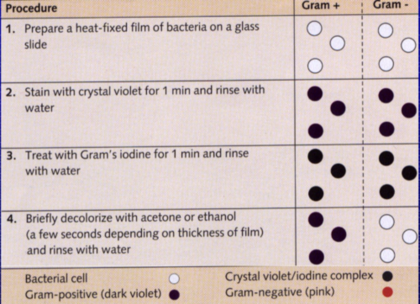 <p>crystal violet</p>