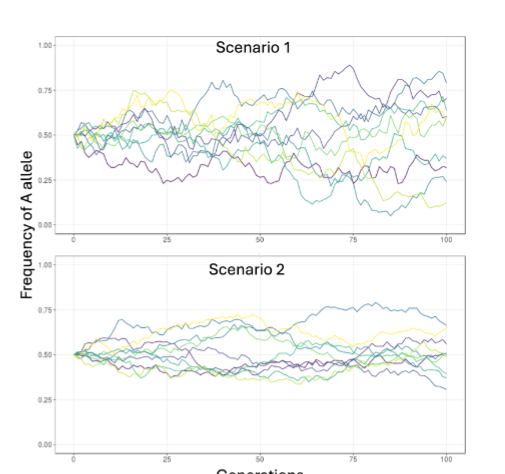 <p><span>We conducted computer simulations under two different scenarios, shown in the two figures below. Each line represents a separate population simulated under that scenario. The figure below shows how the frequency of the A1 allele (y axis) changes over time (x</span><br><span>axis). Which of the following can you conclude based on this data (select all that apply)?</span><br><span>a. Scenario 1 represents a smaller population size than Scenario 2</span><br><span>b. The phenotype produced by the A allele is beneficial in Scenario1</span><br><span>c. A new mutation arose in this population in Scenario 1</span><br><span>d. The phenotype produced by the A allele is beneficial in Scenario2</span></p>