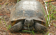 <p>Tortoises, land turtles; stumpy elephant feet, herbivorous</p>