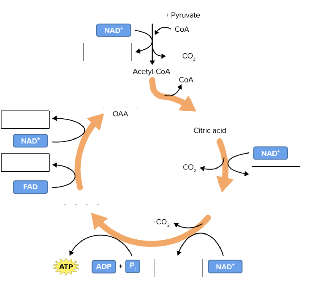 <p>Draw and label the krebs cycle</p>