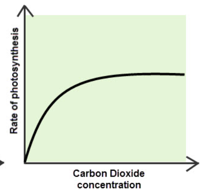 <p>how does <strong><em>carbon dioxide concentration</em></strong><em> </em><strong><em>affect</em></strong> the rate of photosynthesis?</p>