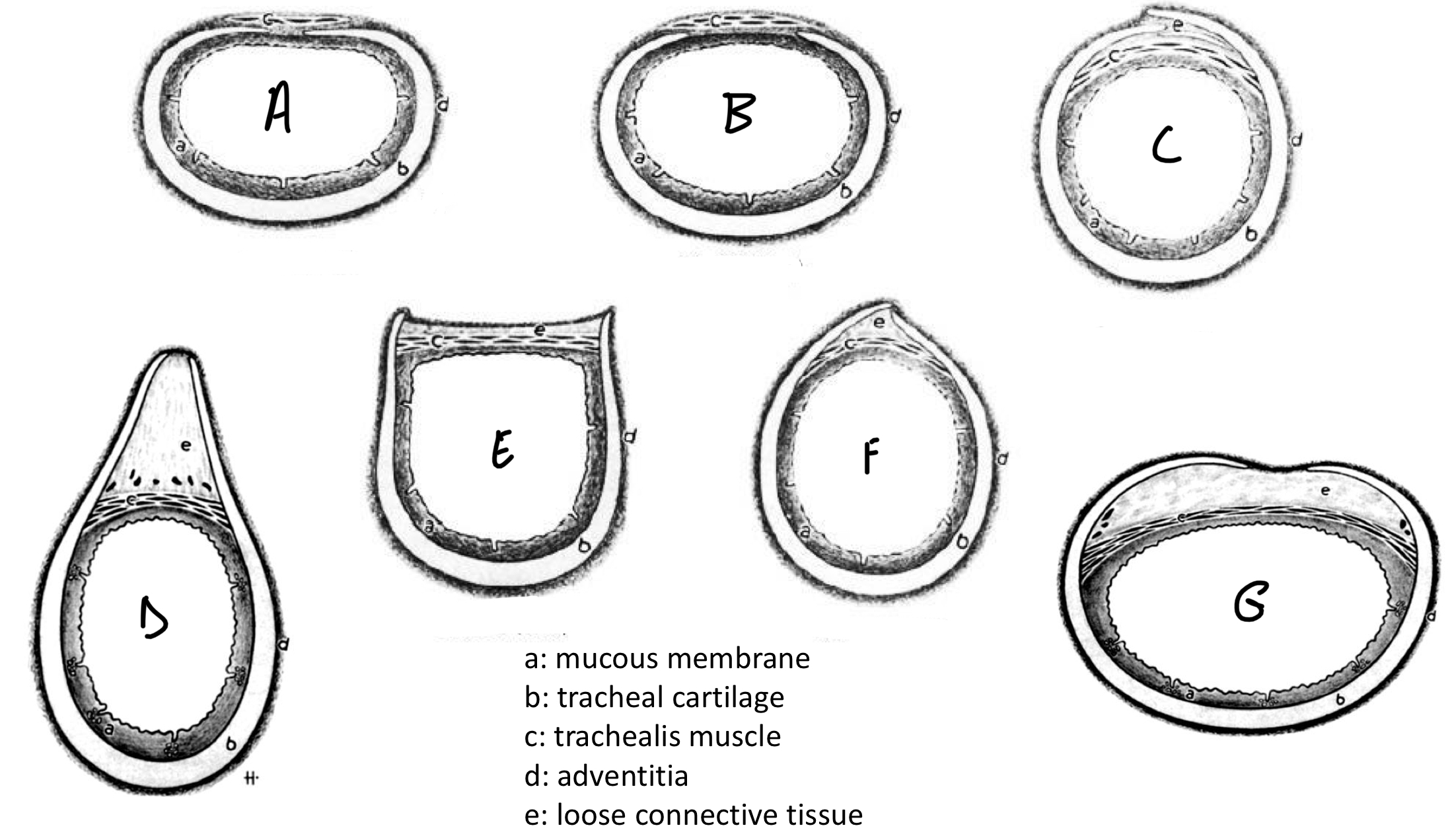 <p><span style="color: rgb(0, 192, 255)"><strong>Trachea: Species Differences</strong></span></p><ul><li><p>Label the species a-g</p></li></ul><p></p>