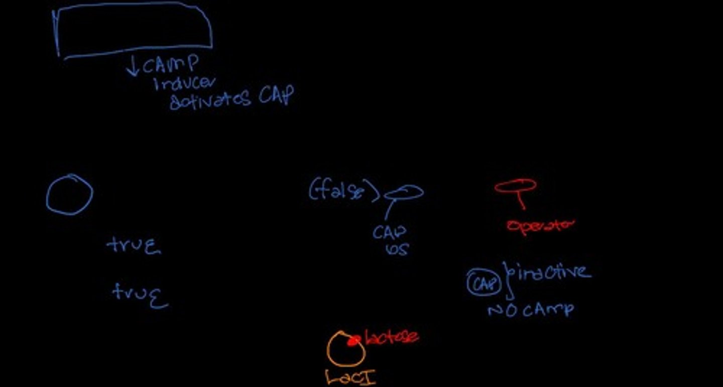 <p>CAP (catabolite activator protein) enhances the transcription of the lac operon in the absence of glucose.</p>