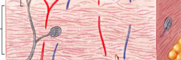 <p>of the dermis that provides strength and elasticity to the skin, containing dense connective tissue. </p>