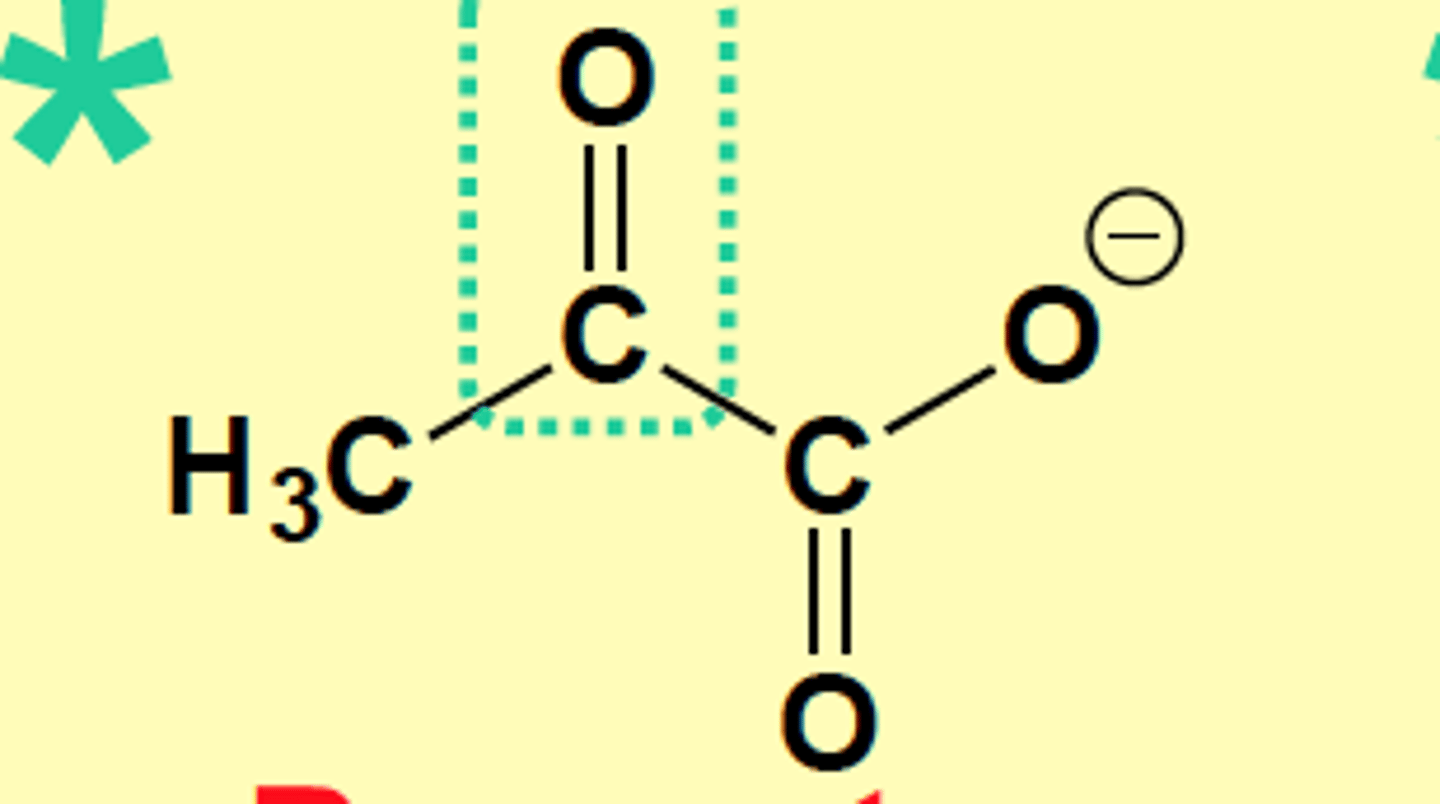 <p>Pyruvate</p>