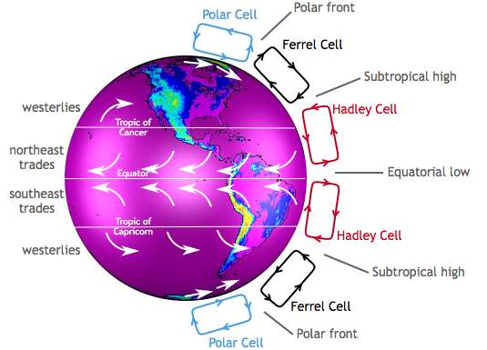 <p>Hadley Cell</p>