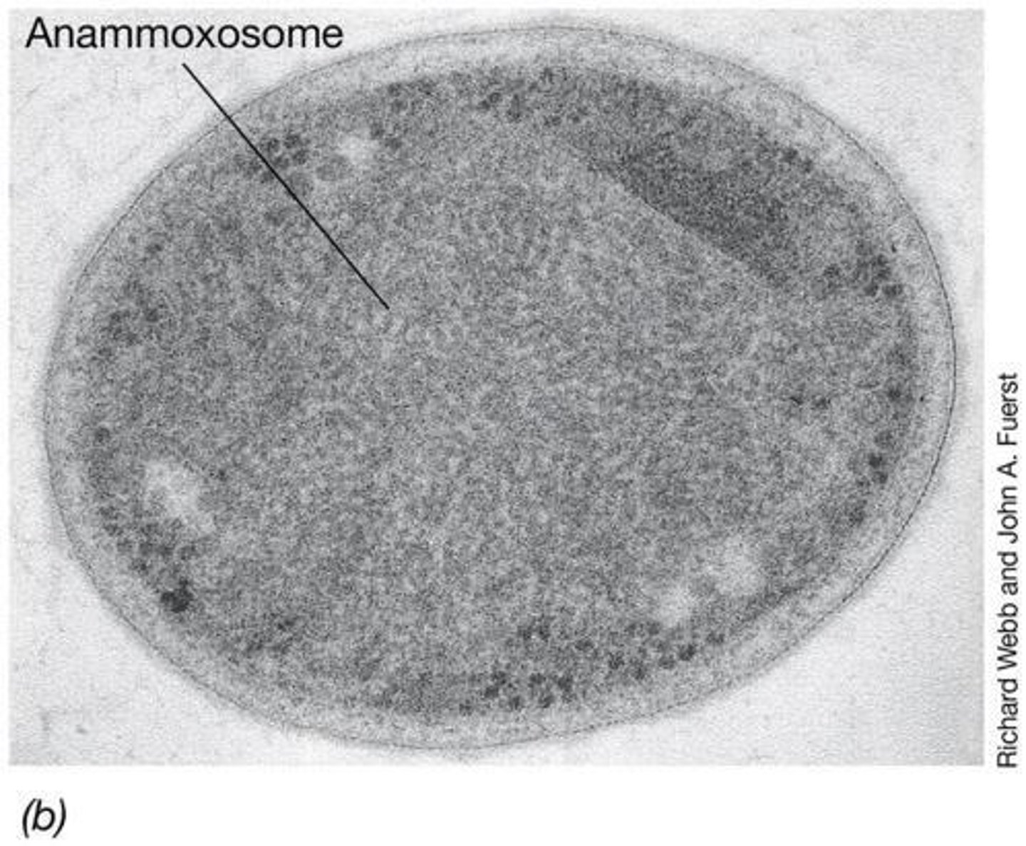 <p>Microbe performing anammox using nitrite and ammonia.</p>