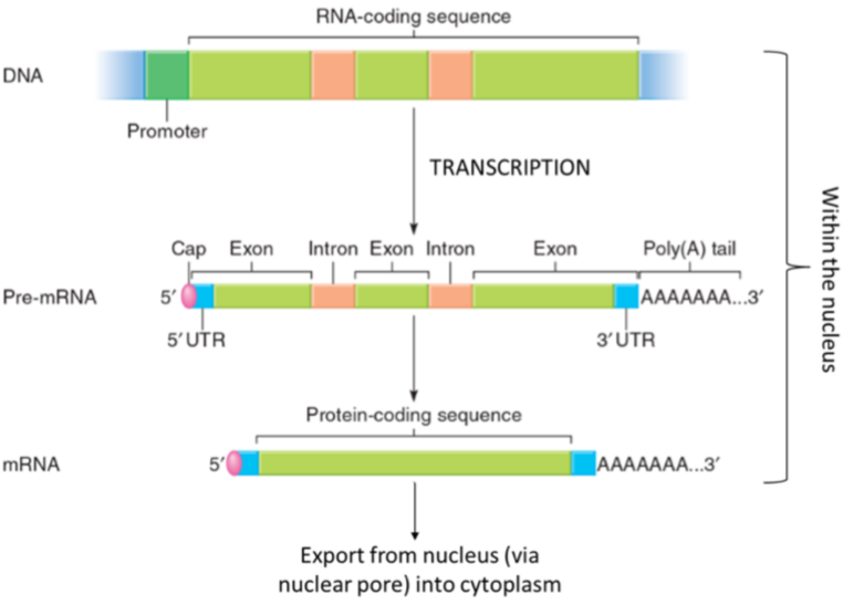 <ul><li><p>eukaryotic termination is not fully understood</p></li><li><p>Conserved sequence that recruits cleavage factors, dissociates on its own</p></li></ul><p>(Pre-)mRNA transcript is altered before leaving the nucleus</p><ul><li><p>introns spliced out</p></li><li><p>5’ cap added</p></li><li><p>Poly-A tail</p></li></ul><p></p>