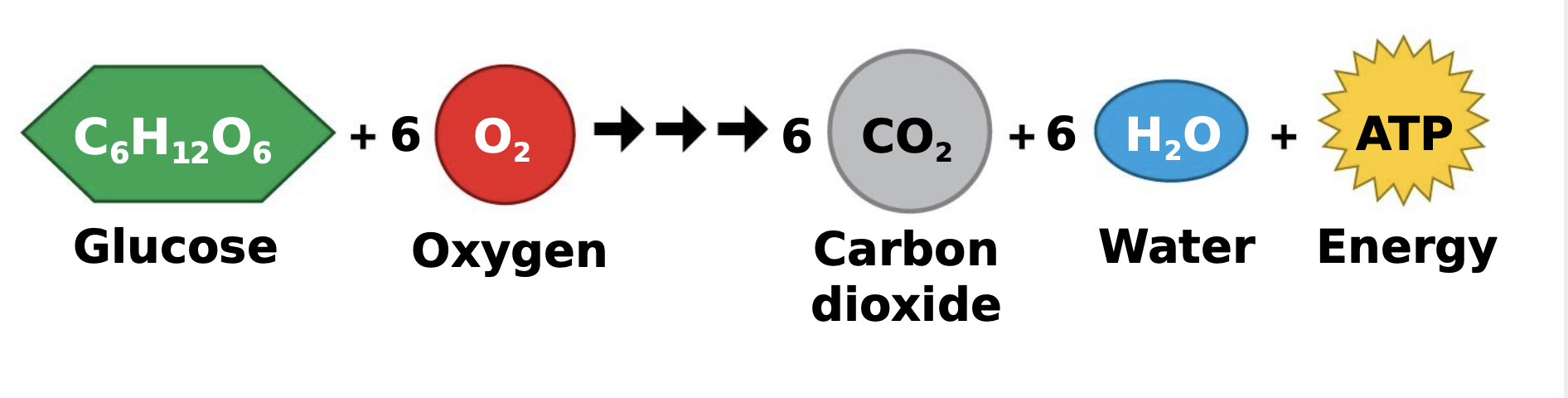 The last transport protein in the electron transport chain transfers electrons to oxygen which causes it to combine with H+ to form water. \n .This is why oxygen is a reactant of respiration, and why water is a product of respiration
