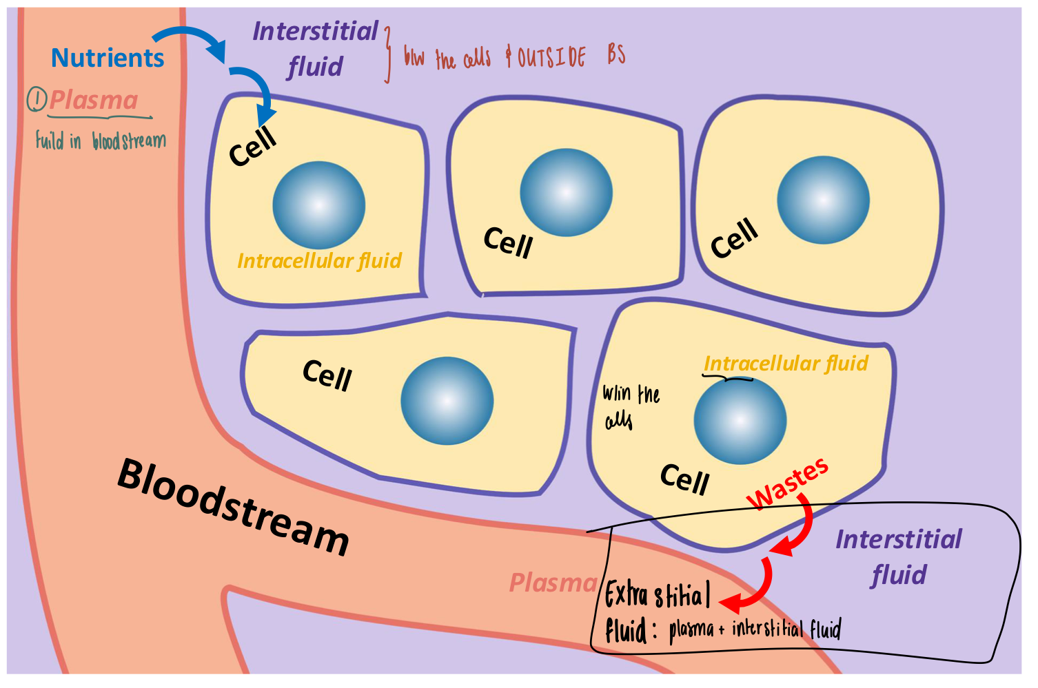 <ol><li><p><strong>Intracellular Fluid</strong></p><ul><li><p>Fluid inside the cell</p></li></ul></li><li><p><strong>Extracellular Fluid</strong>: fluid outside the cell</p><ol><li><p><strong>Interstitial Fluid</strong>: fluid BETWEEN the cells &amp; outside the bloodstream</p></li><li><p><strong>Plasma</strong>: fluid in the bloodstream</p><ul><li><p>Nutrients from the alimentary canal</p></li><li><p>O<sub>2</sub></p></li><li><p>Hormones &amp; chemicals from cells</p></li><li><p>Waste materials</p></li></ul></li></ol></li></ol><p></p>
