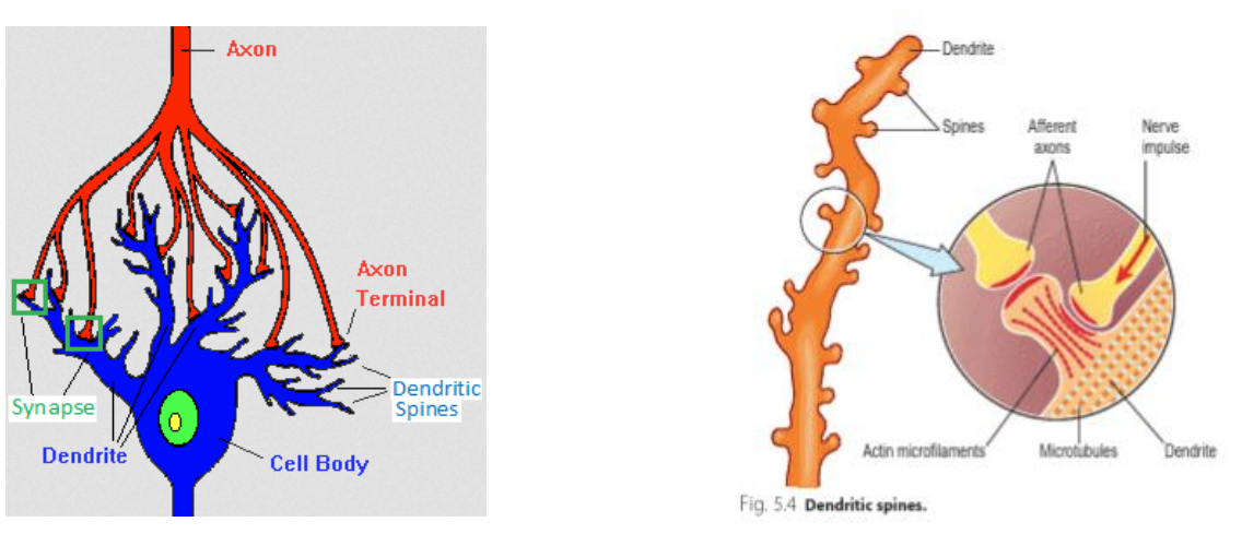 <ul><li><p>function: receive signals and bring info to the cell body</p></li><li><p>are covered by thousands of tiny dendritic spines - each creating a synapse with axon terminals of other neurons</p></li><li><p>play an important role in learning</p></li></ul><p></p>