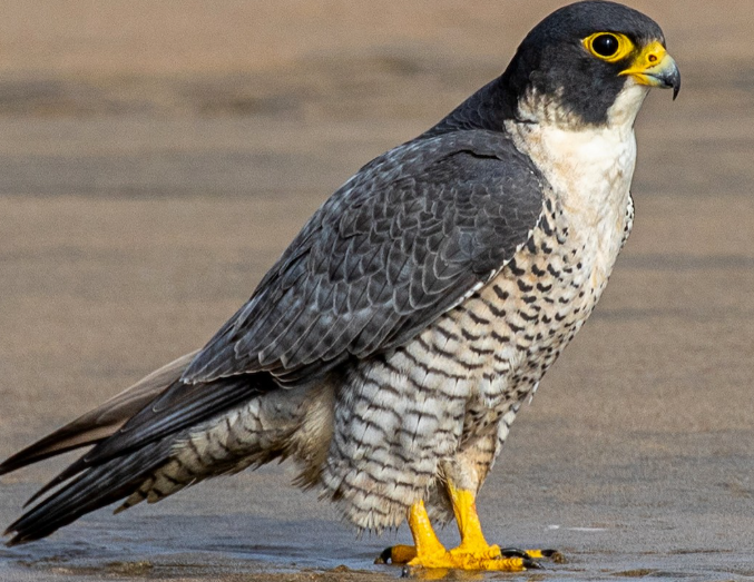 <p>What bird is this?</p>