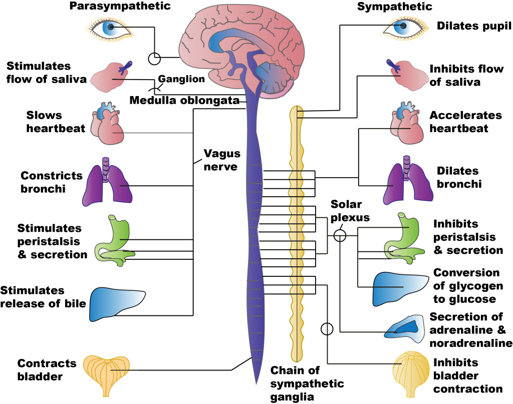 <p>nerves that go to the visceral organs (heart, stomach, intestines) for involuntary activities.</p>