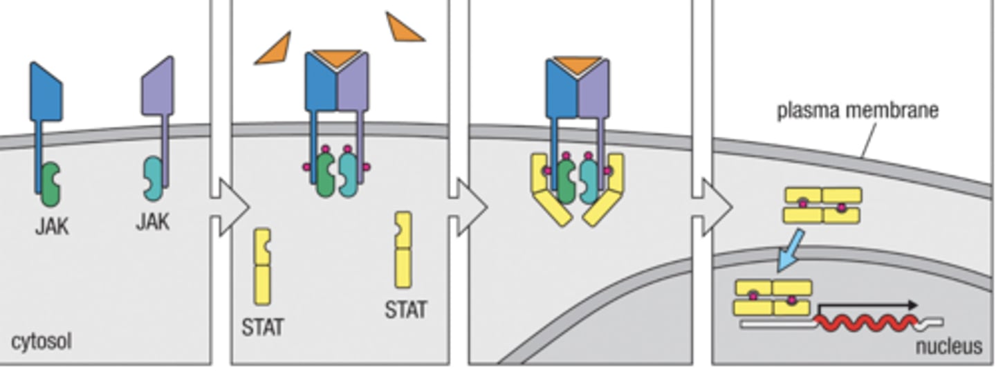 <p>1. Cytokine receptors bind their JAKS together</p><p>2. Cytokine binds to receptor phosphorylating JAKS</p><p>3. JAKS bind to and phosphorylate STATs</p><p>4. Phosphorylated STAT dimers enter the nucleus to start gene expression</p>