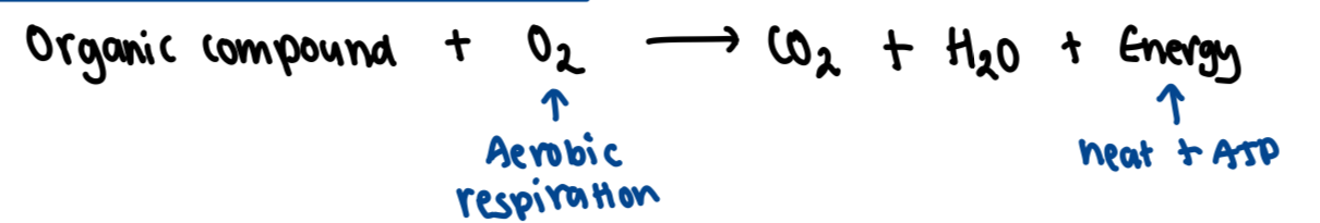<ul><li><p>organic compounds = carbohydrates, lipids, proteins</p></li><li><p>enzymes speeds up reactions</p></li></ul><p></p>