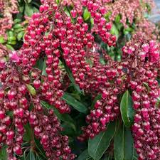 <p><span>Evergreen shrub with glossy green leaves and clusters of small, bell-shaped white or pink flowers. Used ornamentally.</span></p>