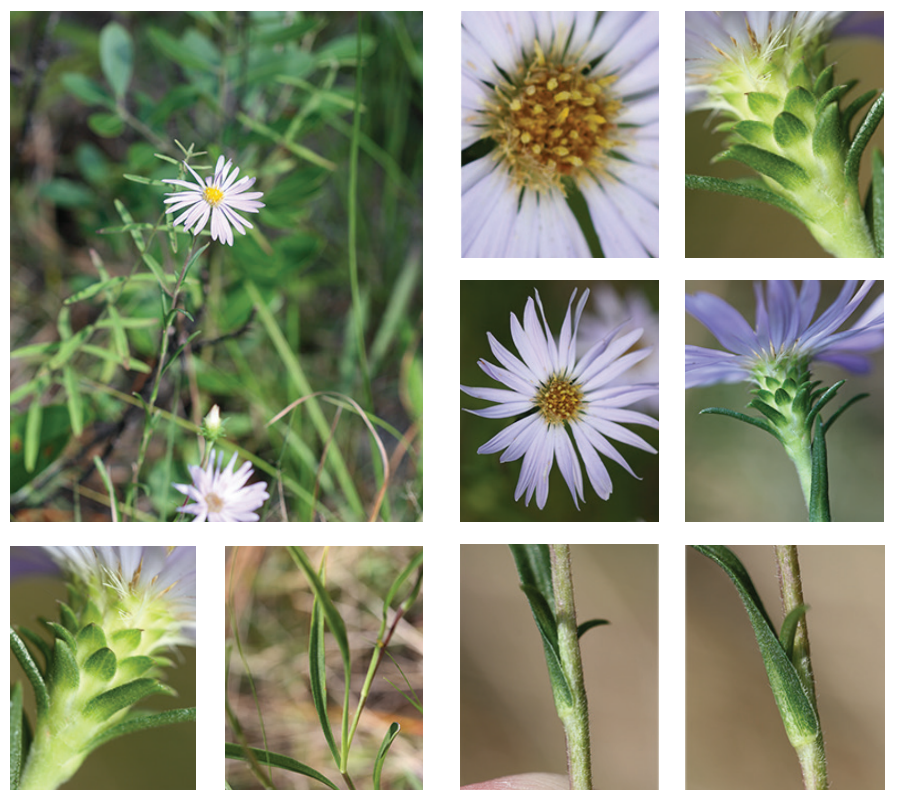 <p>Savanna grass-leaved aster</p>