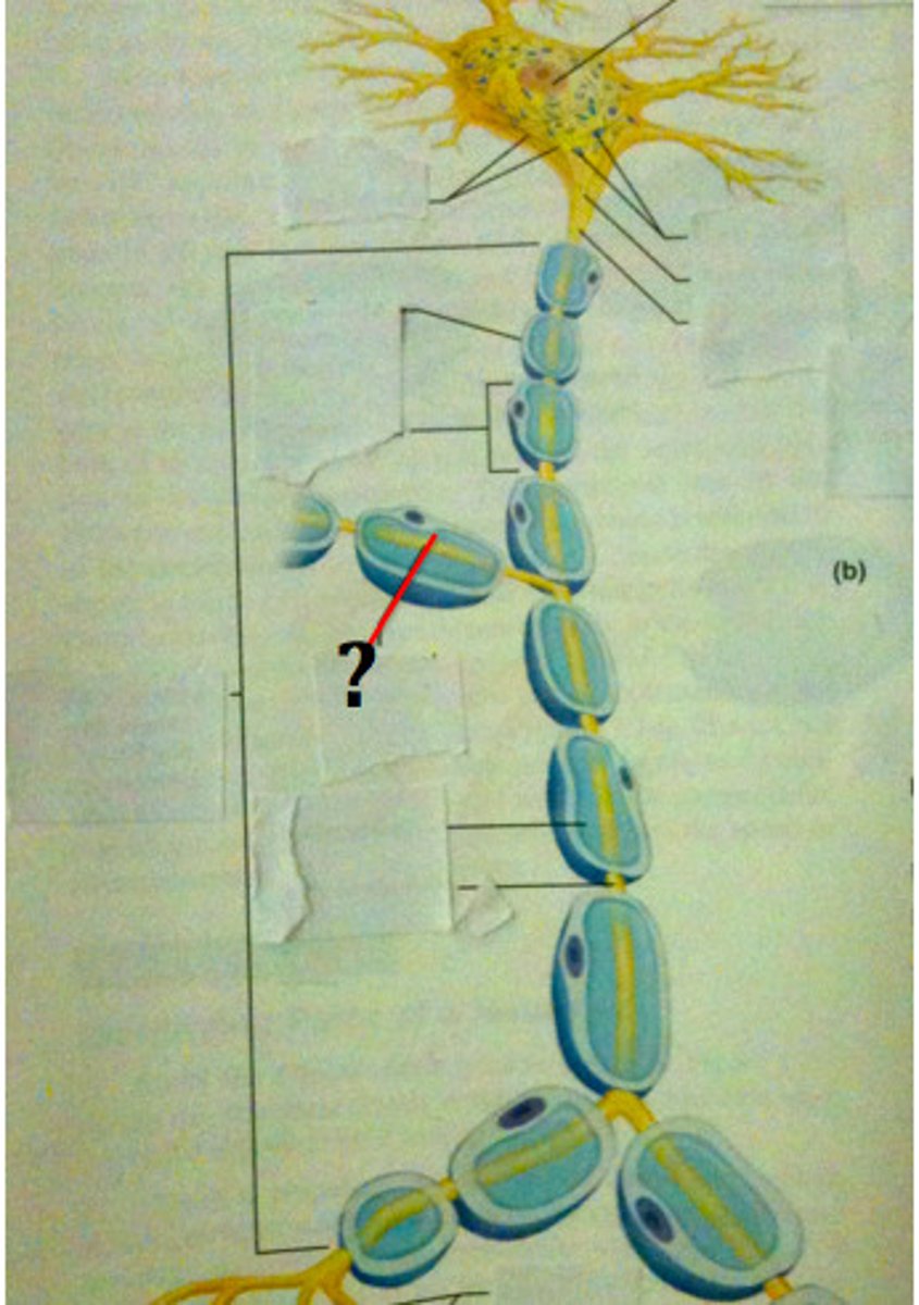 <p>Branches of axon that go to multiple effectors.</p>