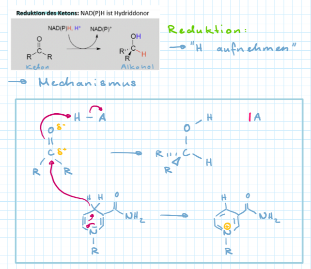 <ul><li><p>NADH und NADPH</p></li><li><p>Hydrid Donor </p></li></ul>