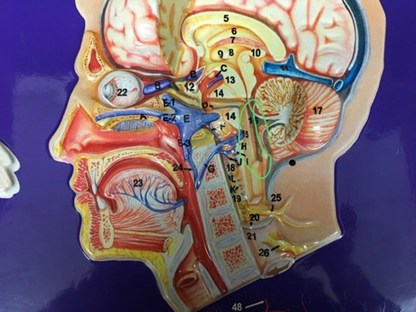 knowt flashcard image