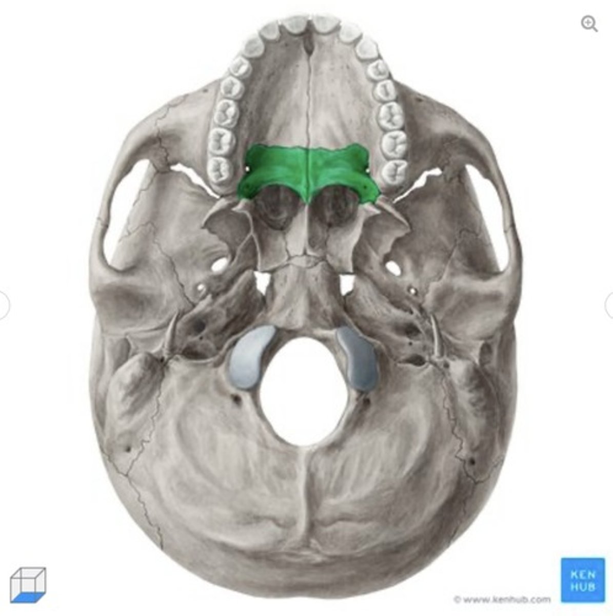 <p>what bone is this?</p>