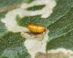 <p>What is this pest?</p>