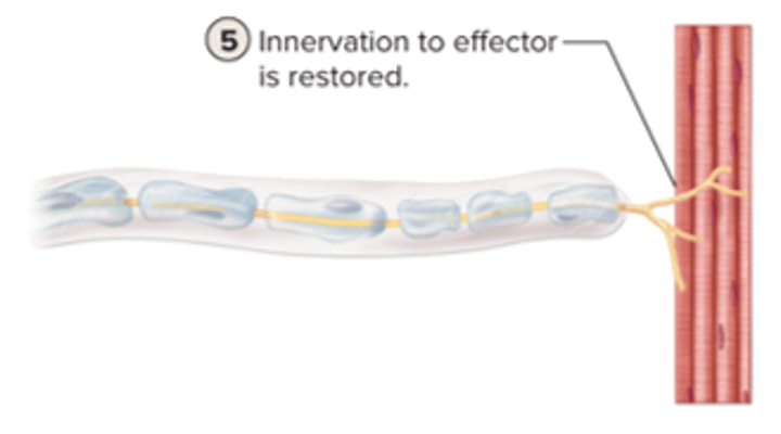 <p>innervation to effector is restored</p>