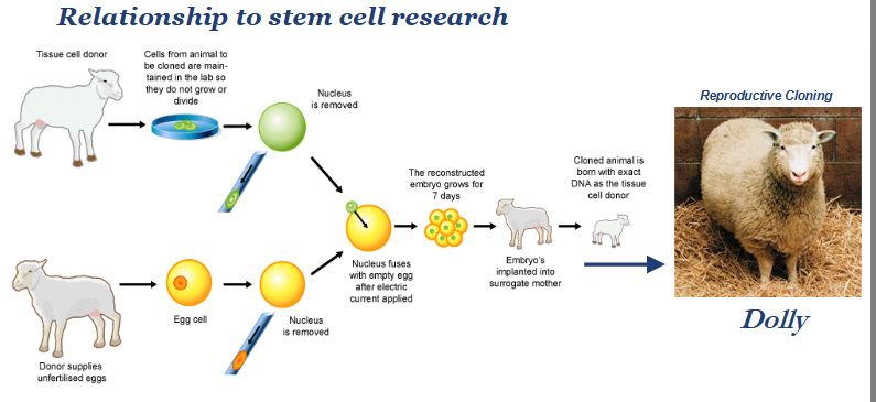 <p>how does cloning work?</p>