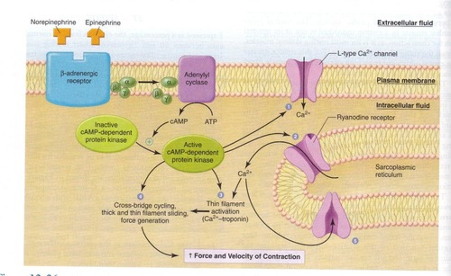 <p>Neurotransmitter that increases heart rate and contraction.</p>