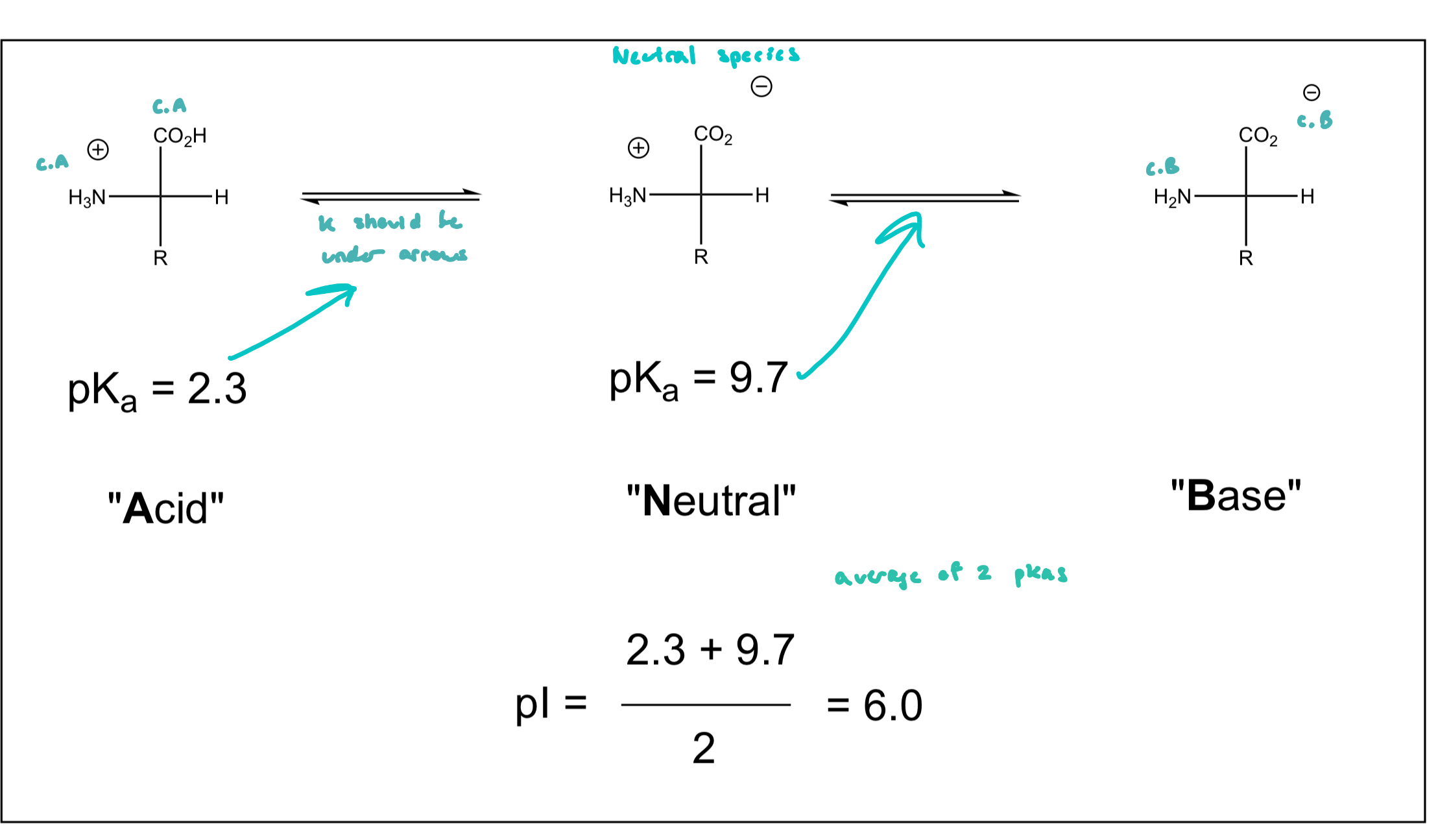 <ul><li><p>the pH at which the a.a. exists in solution predominantly as a neutral species</p></li><li><p>for simple a.a.’s (those w/ no acidic or basic groups in their side chains)</p></li><li><p>pI = (pK<sub>a</sub>1 + pK<sub>a</sub>2)/2 </p><ul><li><p>average of two pK<sub>a</sub>’s</p></li></ul></li><li><p>if there is a potential charge in the side chain, the pI is the average of the two pK<sub>a</sub>s that yield a neutral species</p></li></ul><p></p>