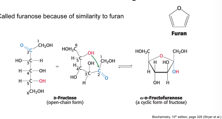 <p>furanose</p><ul><li><p>called furanose b/c of similarity to furan</p></li></ul><p></p>