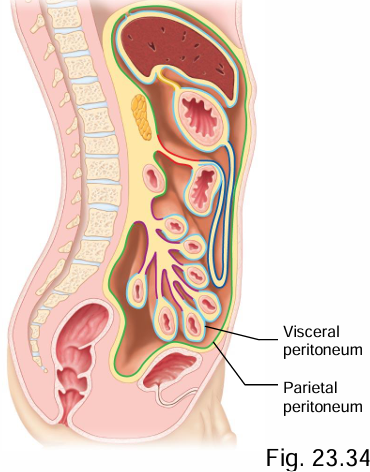 <p>Visceral (organ wall), parietal (abdominal cavity wall)</p>