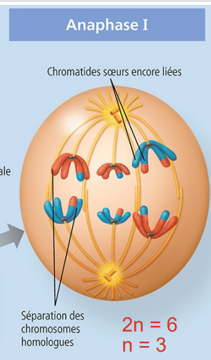<ul><li><p>Séparation des chromosomes homologues de chaque paire.</p></li><li><p>Les chromatides soeurs de chromosomes sont encore liés!</p></li></ul><p></p>