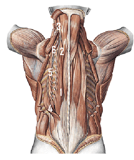 <p>Aanhechtingen van de m. longissimus (2)</p>