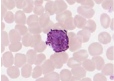 <p>identify the leukocyte</p>