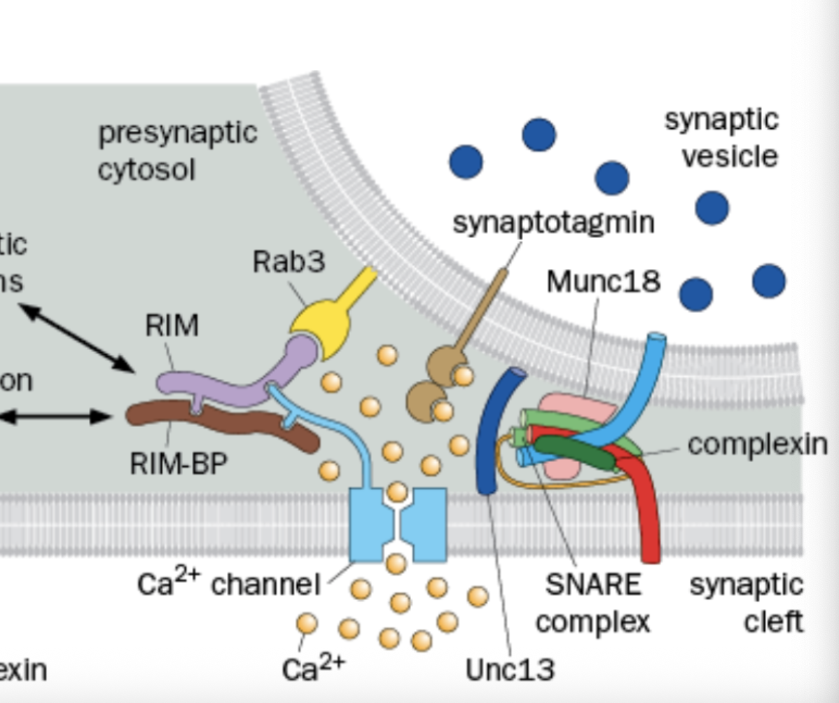 <p>In the Synaptic Vesicle</p>