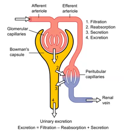 <p>what 3 processes facilitate excretion in the kidney nephron </p>