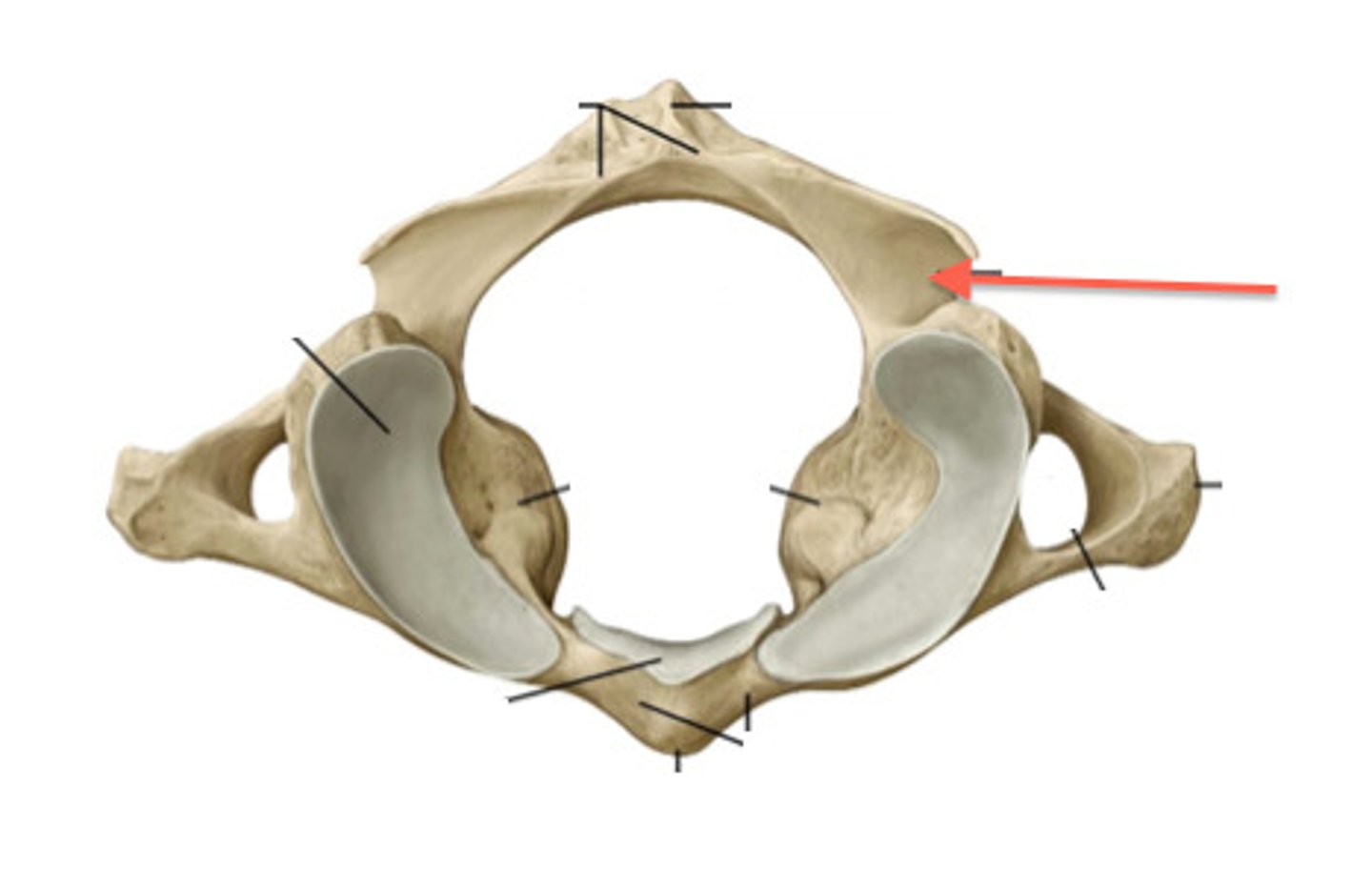 <p>Vertebral Artery Grooves</p>