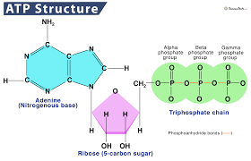 <p>ATP (Adenosine triphosphate)</p>