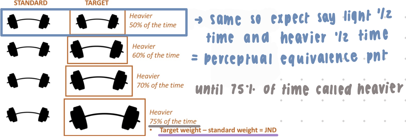 <p>experiment: present subject w/ 2 stimulis and ask which is heavier (i.e., greater stimulus “intensity“) → repeat </p><ul><li><p>one is standard and other is target</p></li><li><p>calc % of times subj said target heavier than standard</p></li><li><p>2 alternatives → forced choice</p></li><li><p>when said target is heavier 50% of the time → same so expect say light ½ time and heavier ½ time = perceptual equivalence pnt </p></li><li><p>until get to 75% of the time target called heavier </p><ul><li><p>target weight - standard weight = JND</p></li></ul></li></ul><p>if change the weight of standard → need a larger change in weight to detect a change at all when stimulus intensity is increased</p>