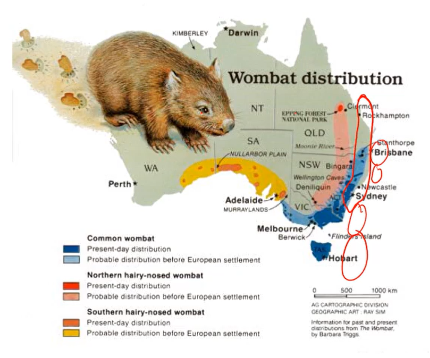 <p>a group of organisms of the same species living in a defined geographic region at the same time</p><p>e.g. wombats: population of northern hairy-nosed wombat</p>