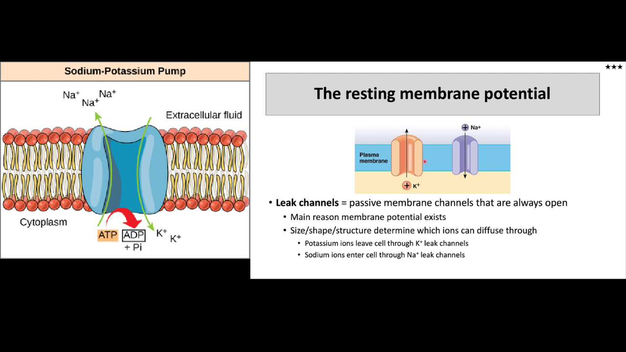 <p>1.) The Sodium Potassium Pump</p><p>2.) Sodium Potassium Leak Channels </p>