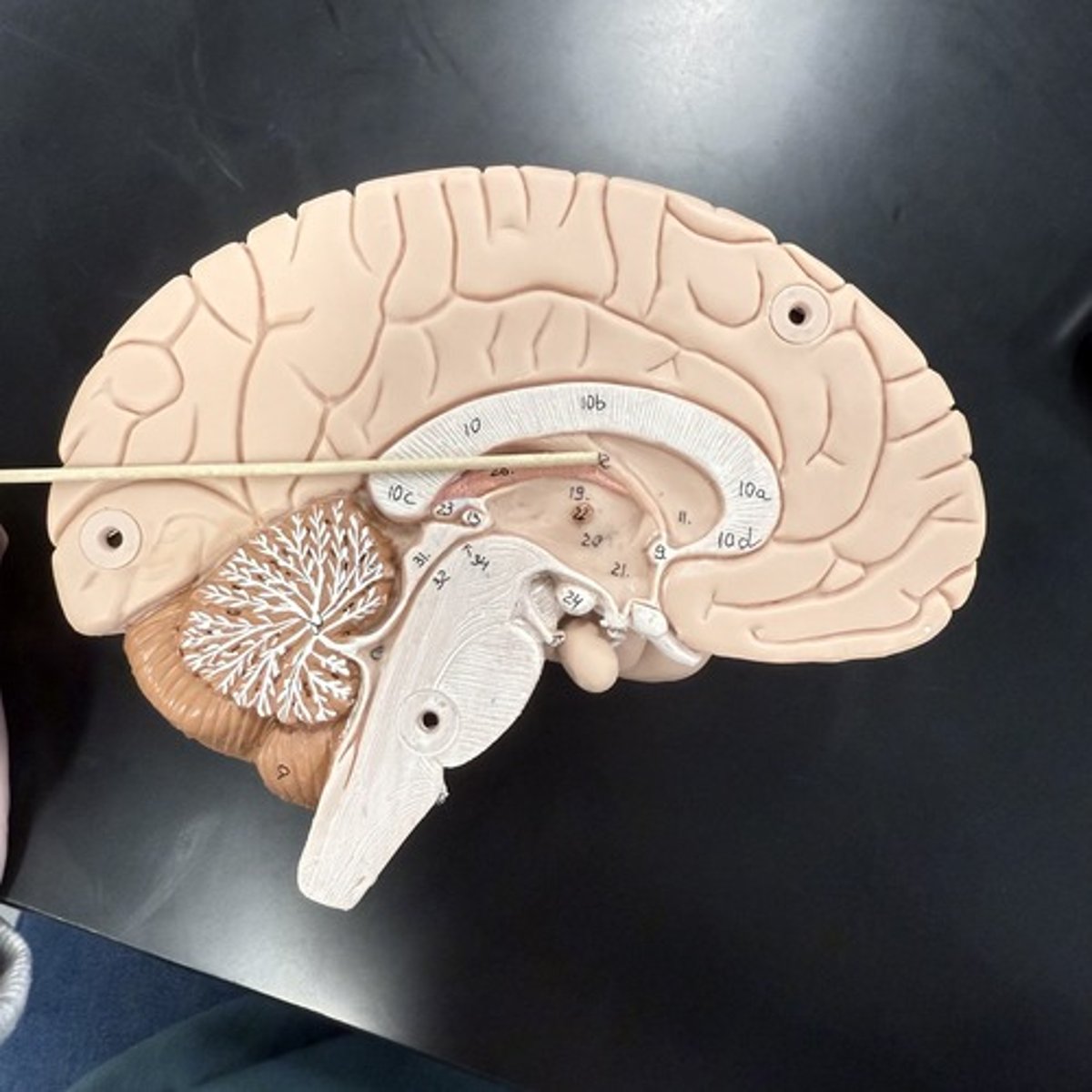 <p>What is this structure?</p>