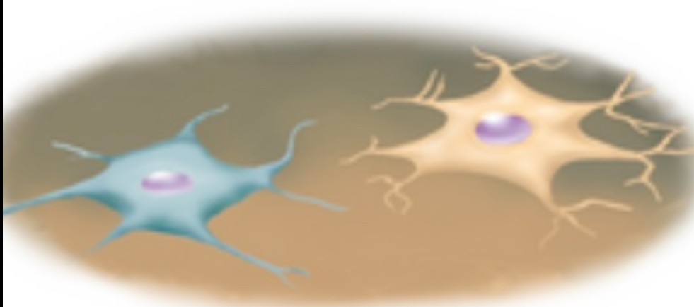 <ul><li><p><strong>Starlike</strong> cell shape (nerve cells)</p></li><li><p>Cell bodies of many <strong>nerves</strong> are stellate.</p></li></ul>