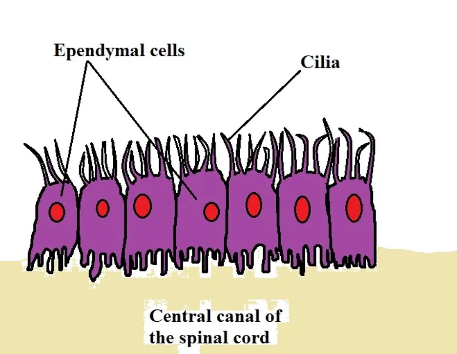 <p><span>-a thin membrane that lines the ventricles of the brain and the central column of the spinal cord. Their main function is to secrete, circulate, and maintain homeostasis of the cerebrospinal fluid that fills the ventricles of the central nervous system.</span></p>